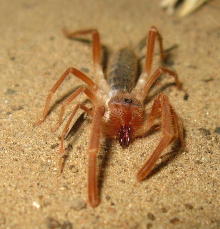 Solifugid