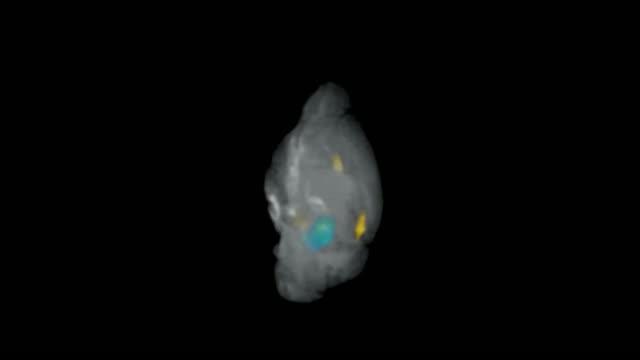 View of Serotonin Alleviates Autism Symptoms in Mice | EurekAlert!