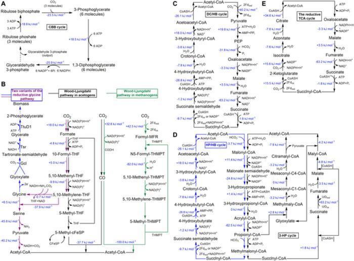 Fig. 1. Existing naturally existed CO2 fixation pathways.