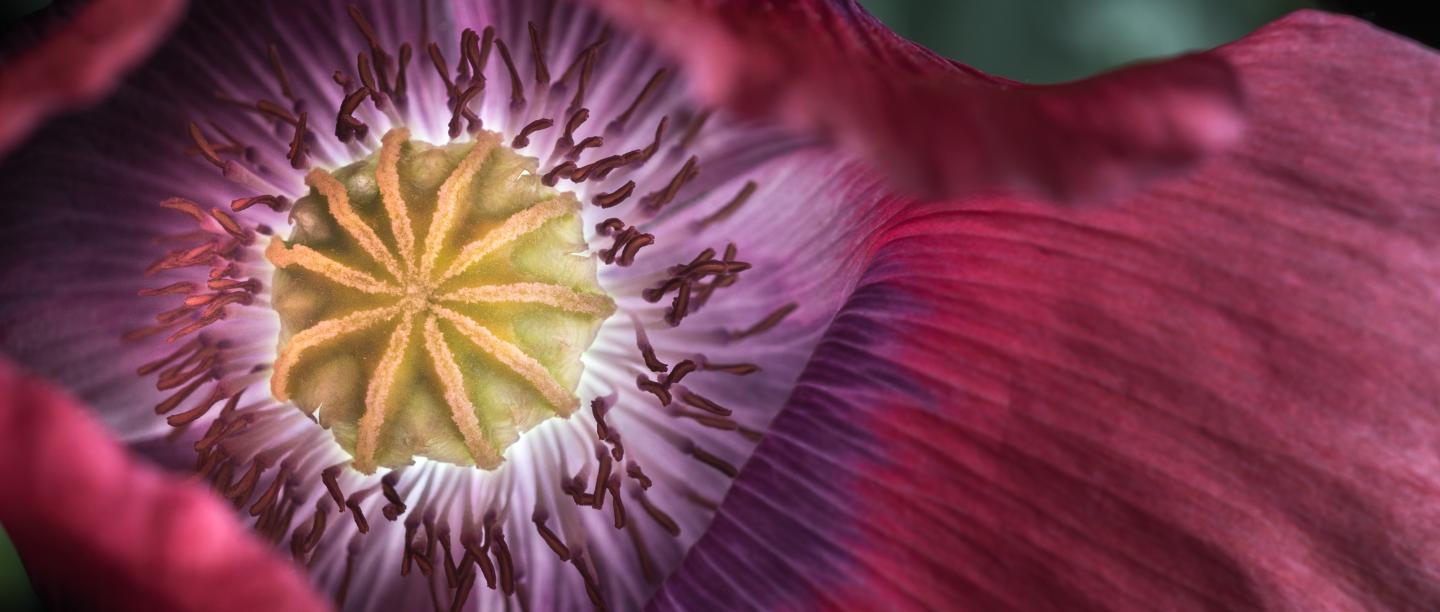 Flower and capsule of the opium poppy.