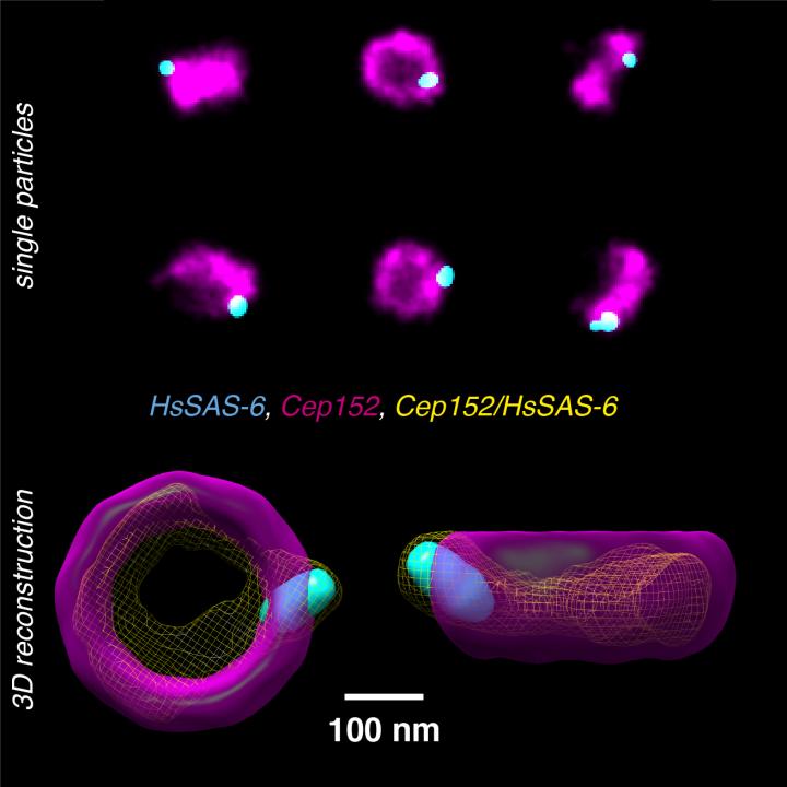 Human Centrioles Imaged Using the New Method of Super-Resolution Microscopy