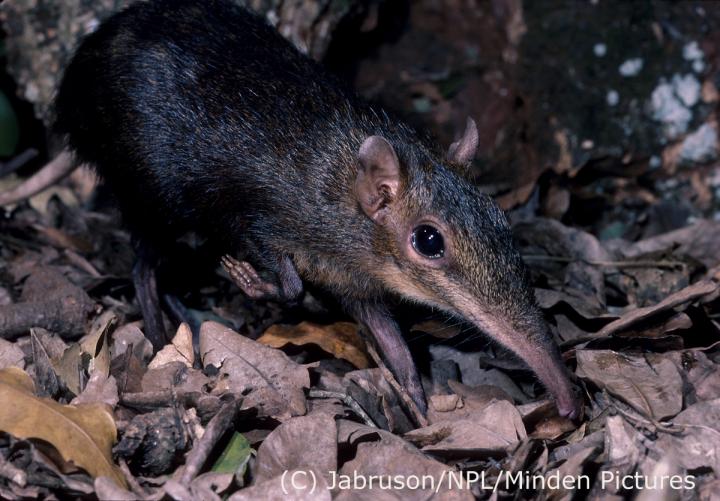 <i>R. stuhlmanni</i>