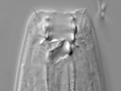 Roundworm's Narrow Mouth