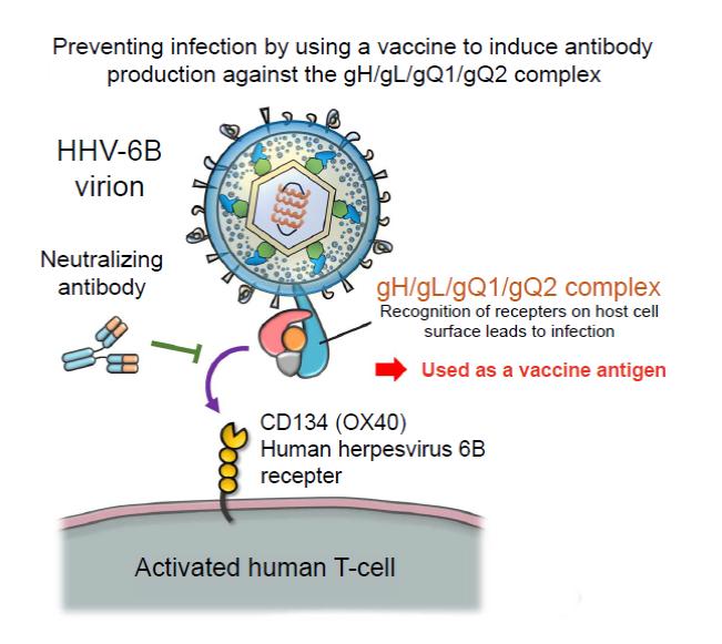 Vaccine Developed For Human Herpesvirus 6B (H EurekAlert!