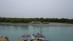 Mangrove ecosystems on Qeshm Island in the Persian Gulf, Iran