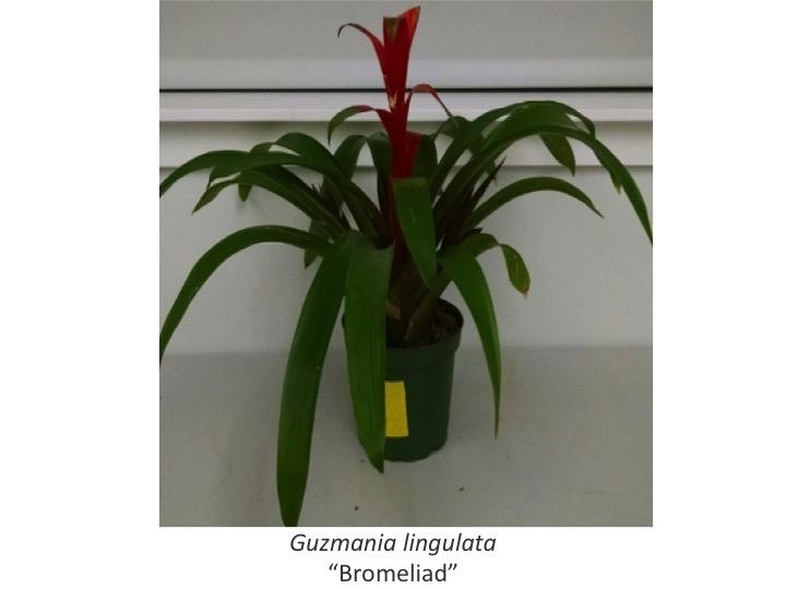 Selecting the Right House Plant Could Improve Indoor Air