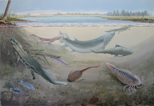 A high latitude Gondwanan species of the Late Devonian tristichopterid Hyneria (Osteichthyes: Sarcopterygii)