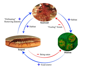 The complex interactions, and their outcomes, between the seaweed (Gracilaria gracilis), isopods (Idotea balthica) and diatoms.