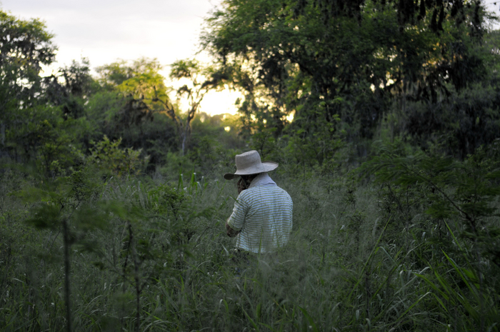 Has deforestation accelerated due to the pandemic?