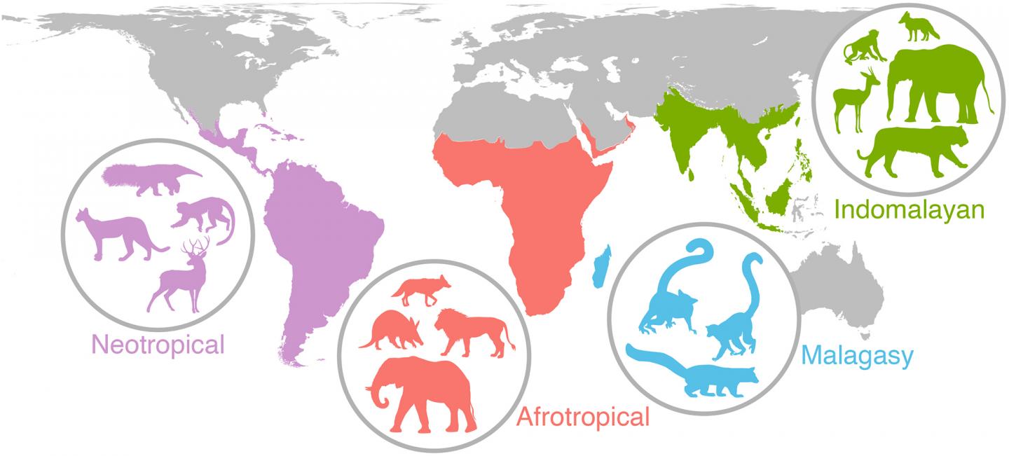 Ancient Events and Mammal Biodiversity