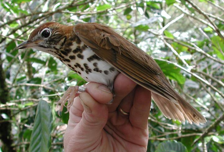 Wood Thrush