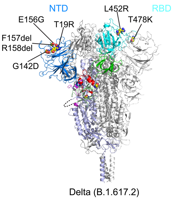Imaging the spike of the Delta variant