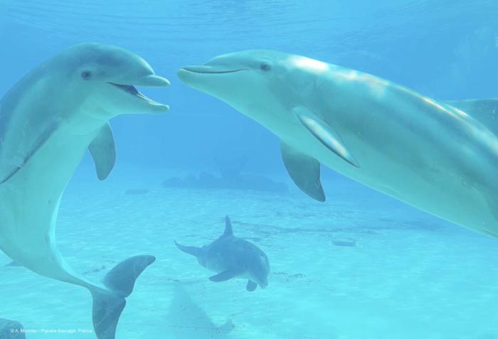 Bottlenose dolphins