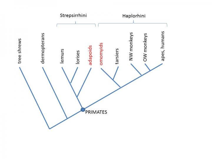 Primate Evolutionary Relationships