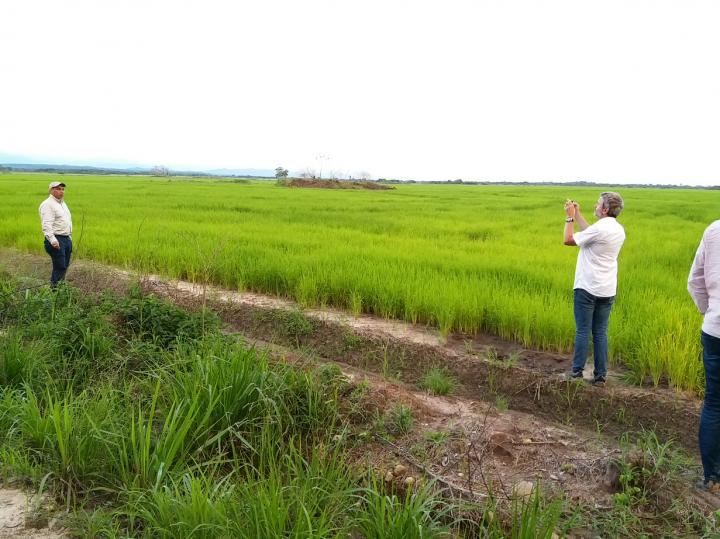 Rice Field, Colombia
