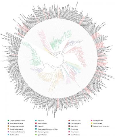 Family Tree of Bacteria and Archaea
