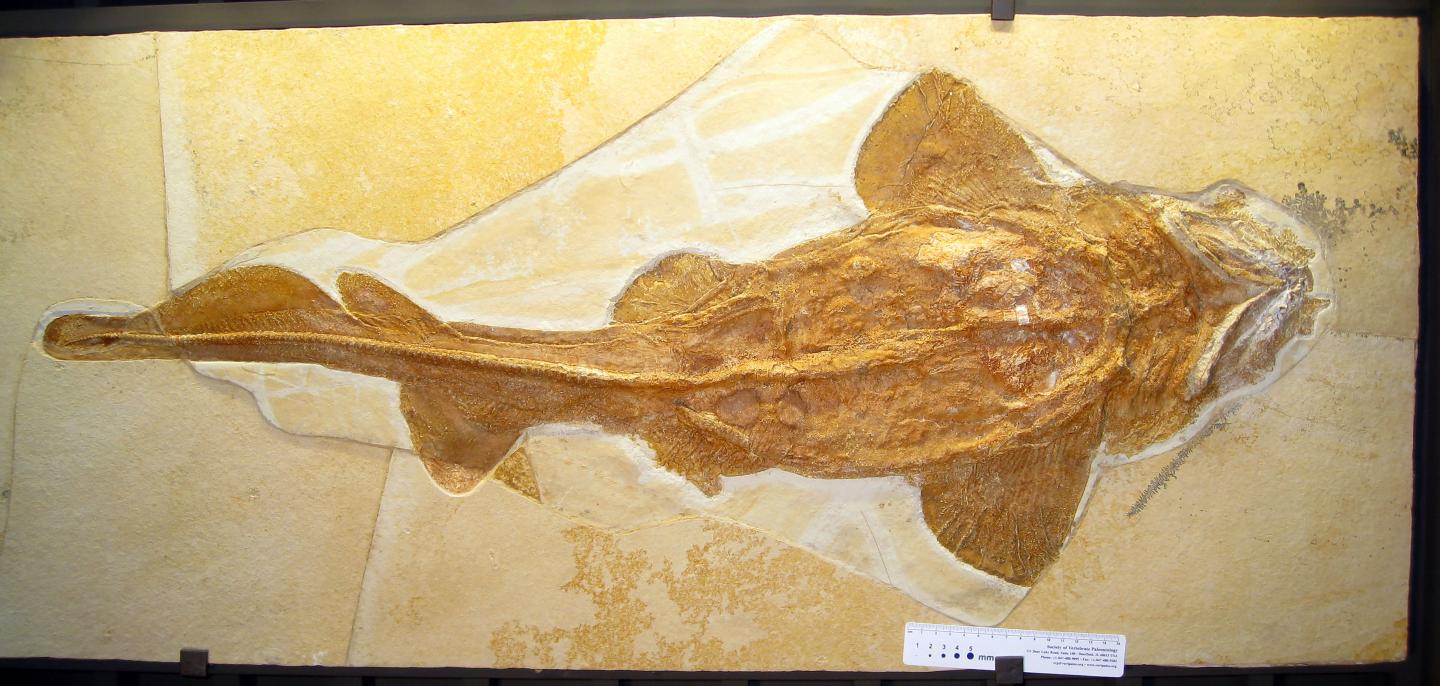 Fossil Shark Palaeocarcharias stromeri