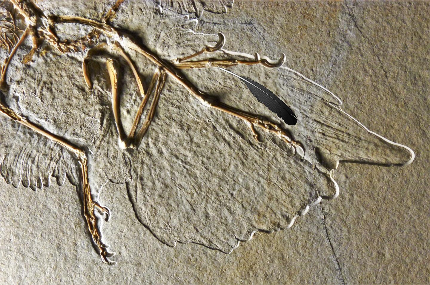 Archaeopteryx Fossil with Reconstructed Feather