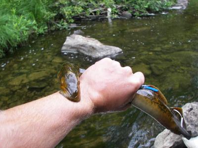Lamprey Bite