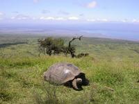 Giant Tortoise (Hilltop)