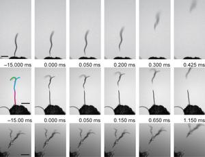 Nictation and leaping of dauer larvae under an electric field