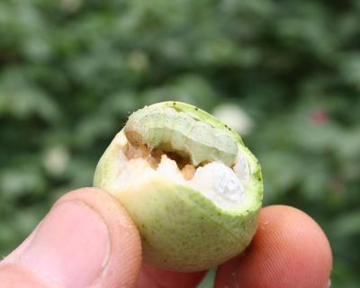 Bollworm in Cotton Boll