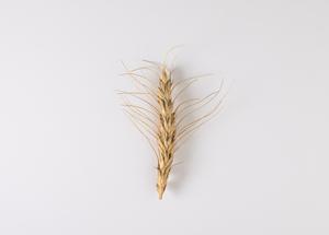 Waxes on wheat