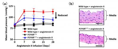 P2Y6R Deletion Attenuates Angiotensin II-Induced Hypertension