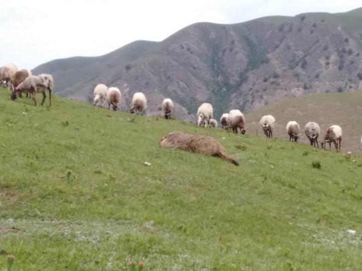 Tibetan Sheep Highly Susceptible to Human Plague, Originates from Marmots