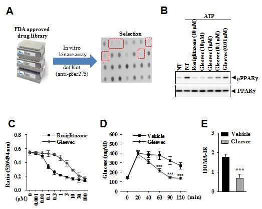 Gleevec Blocks ERK-Mediated PPAR&gamma; Phosphorylation