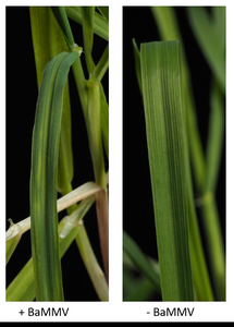 Winter barley