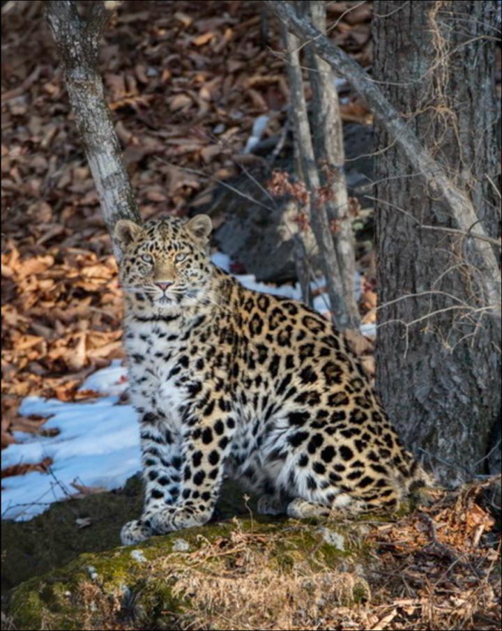 Leopard Photo