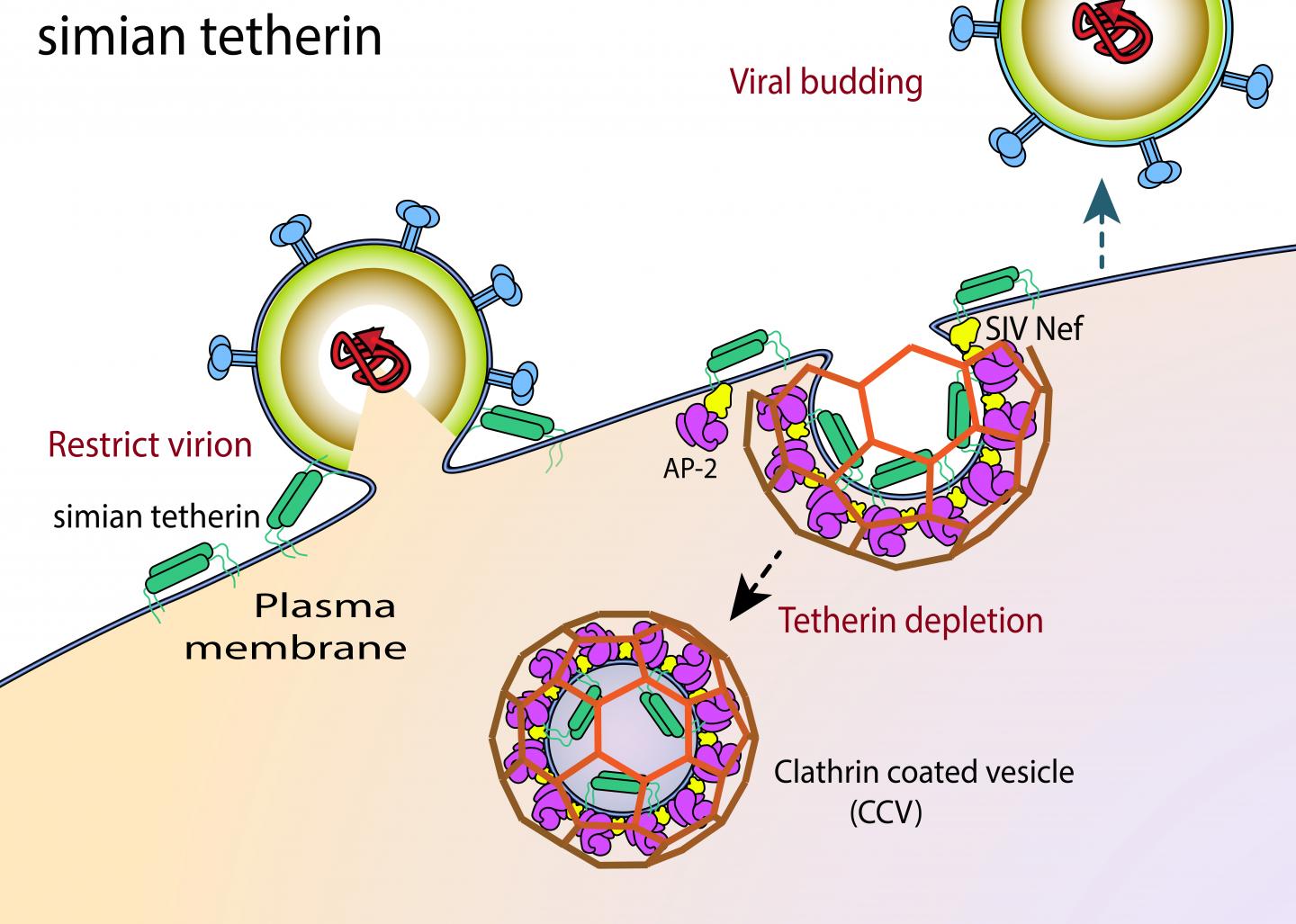 How SIV Thwarts Cellular Blockade of Virion Budding