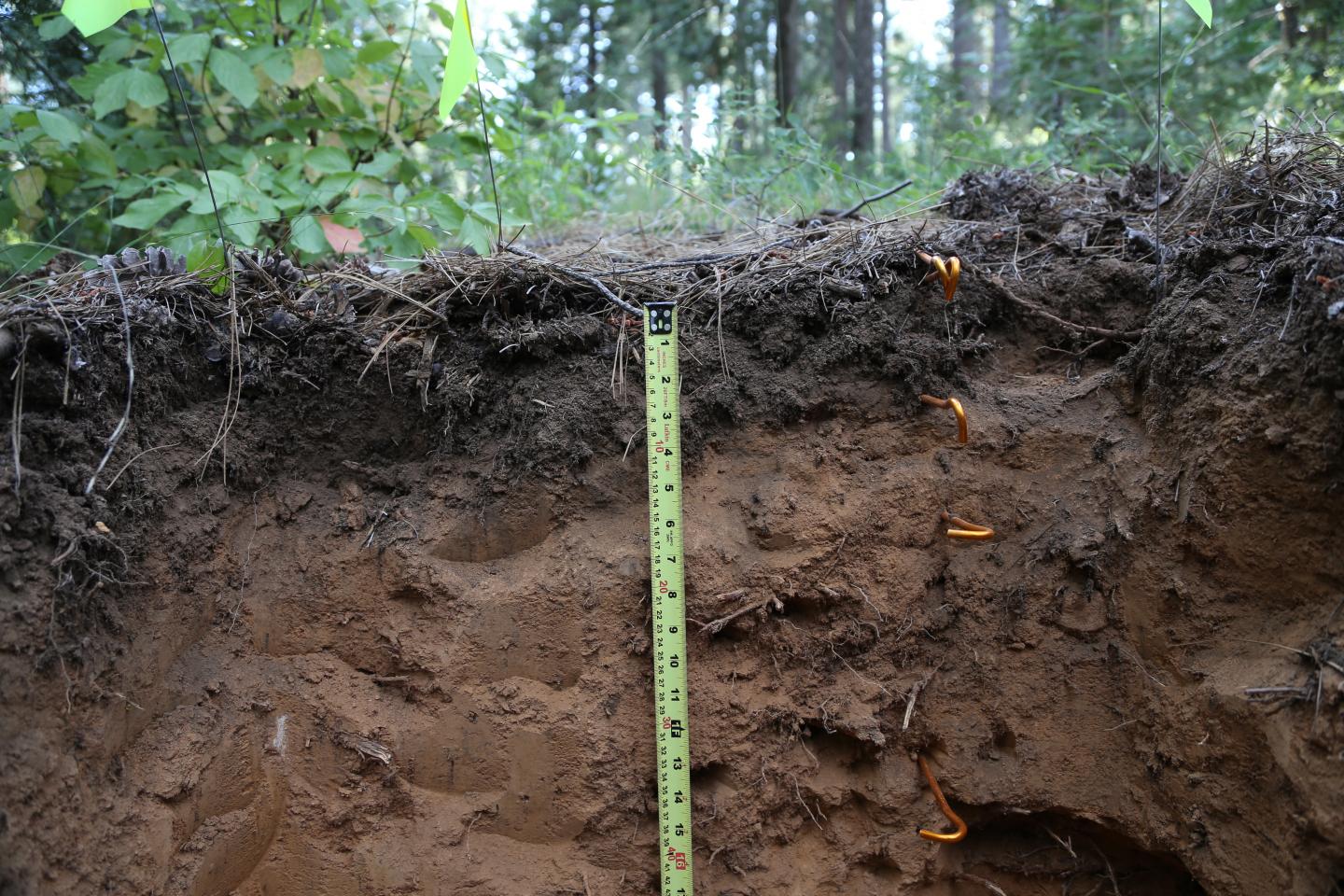 Deep Soil Cross-Section
