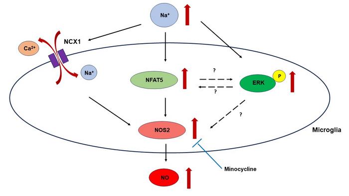 Microglial Response to Hypernatremia