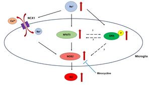 Microglial Response to Hypernatremia