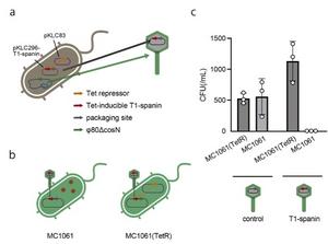 BioDesign Research                                                  Manuscript Template                                                                   Page 12 of 35with bacteriophage φ80 was transformed with a Tet repressor expression plasmid (pKLC83)