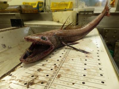 Deep sea fish remove 1 million tonnes of CO2 | EurekAlert!