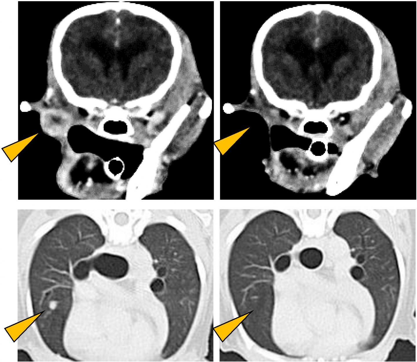 Antitumor effect of anti-PD-L1 antibody.