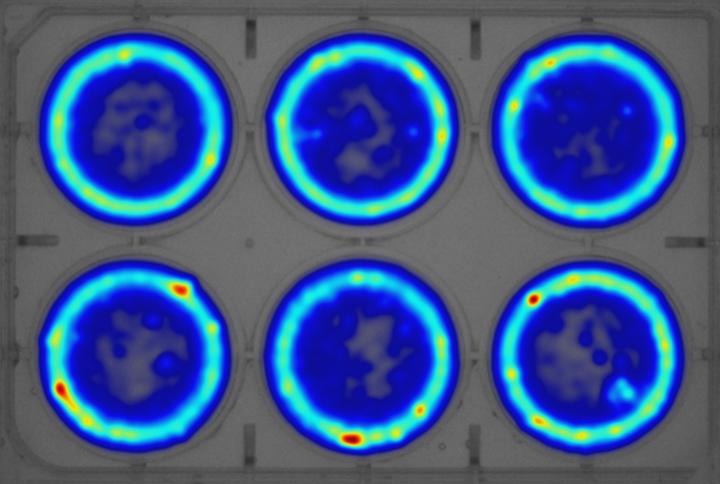 Heatmap of Time Spent in An Area for <em>G. pulex</em> Thigmotaxis Trials
