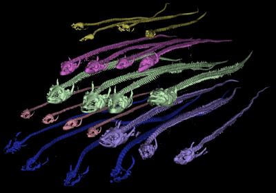 Computed Tomography Scans 