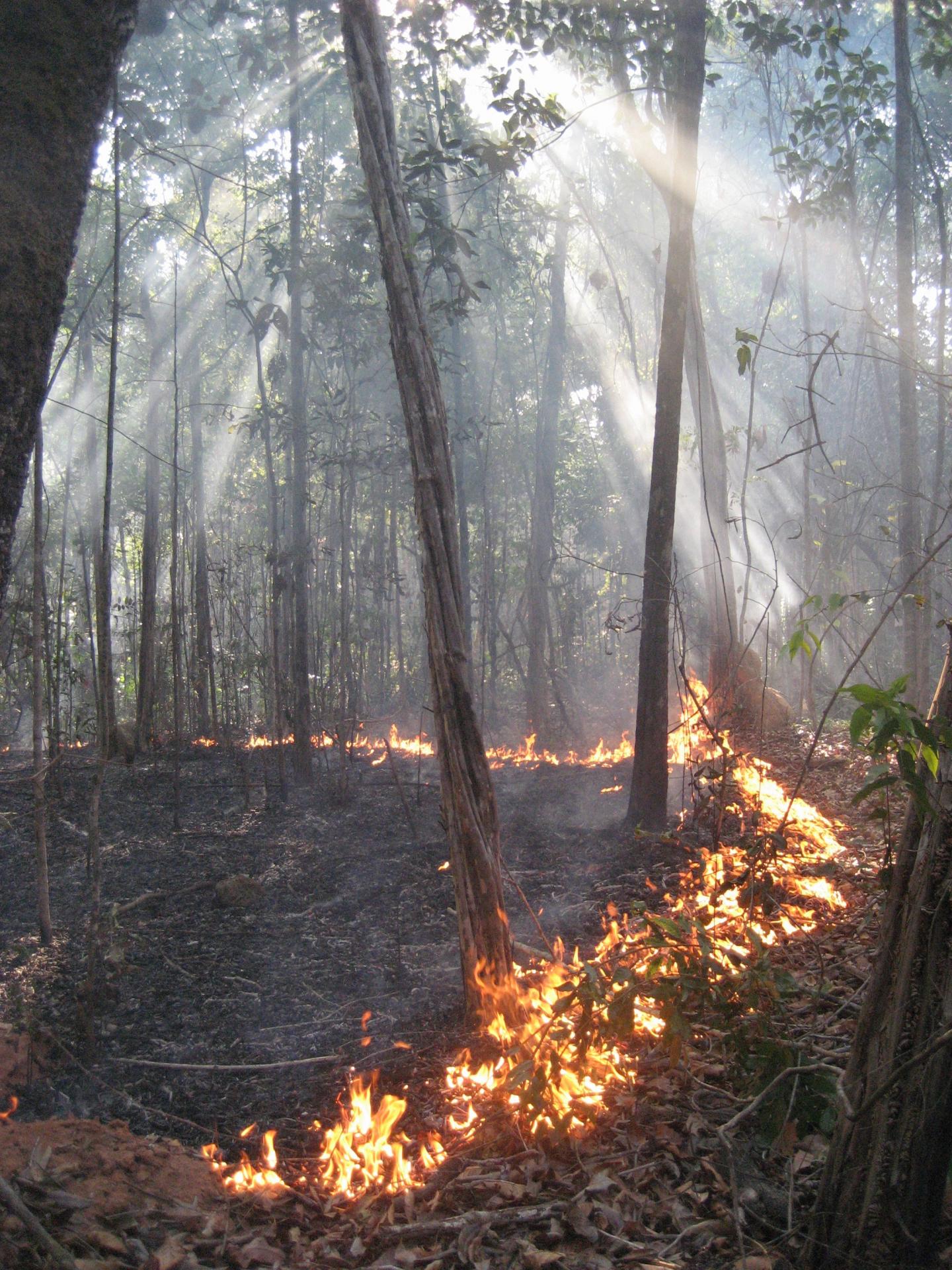 Decadelong Amazon rainforest burn yields new EurekAlert!