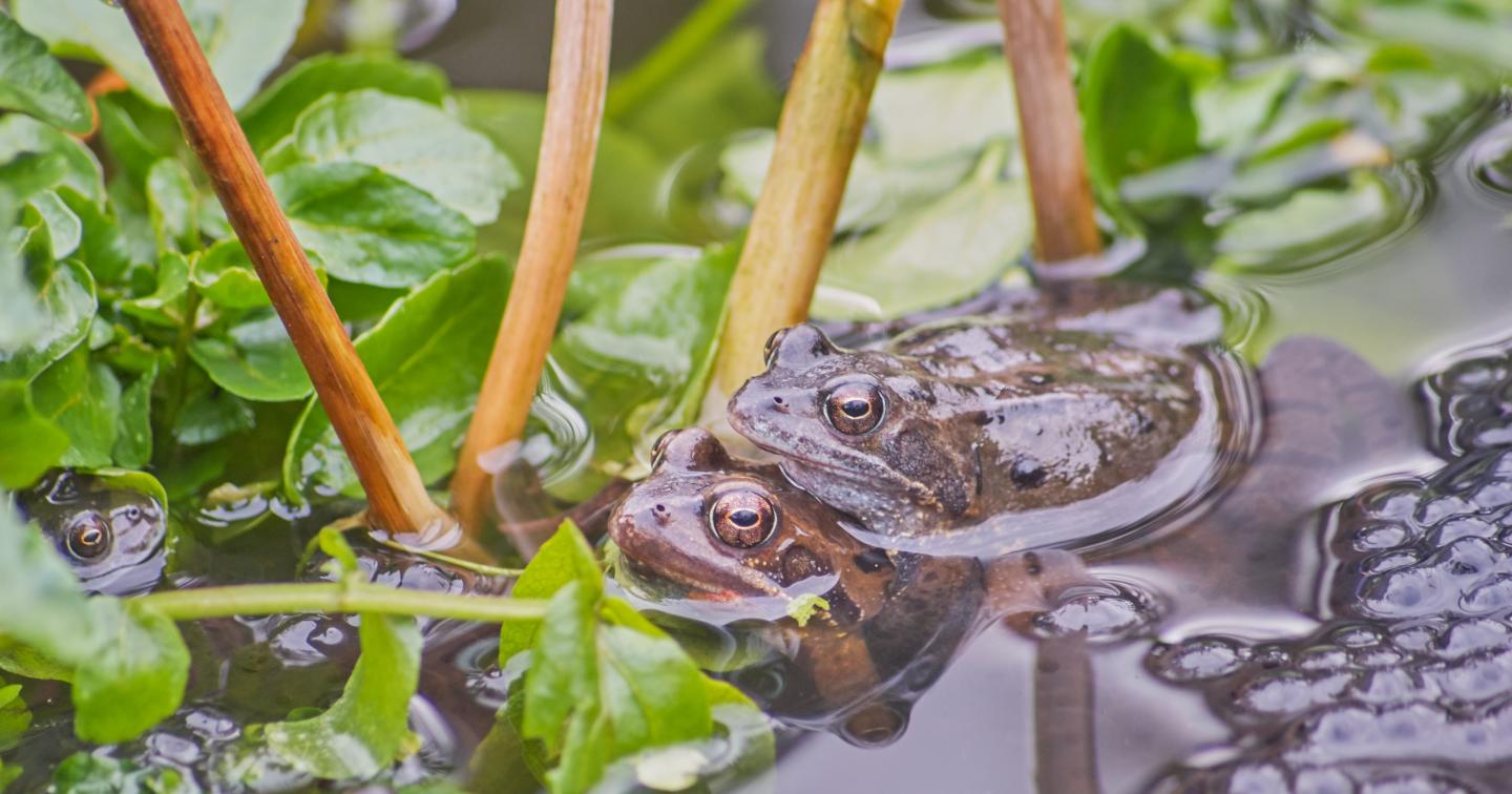 European Common Frogs