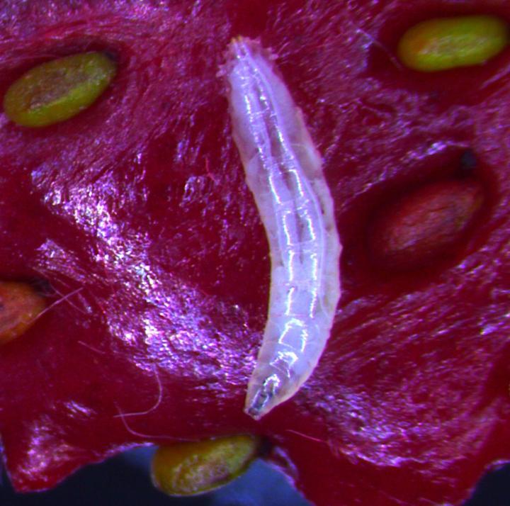 Ability to Taste RNA Speeds the Growth and Increases Survival of Fruit Fly Larvae