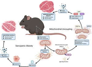 Mitochondrial Uncoupling and BAM15