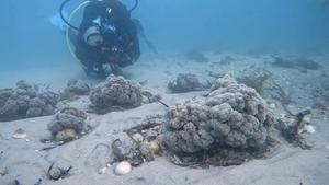 Checking on the progress of baby cauliflower corals