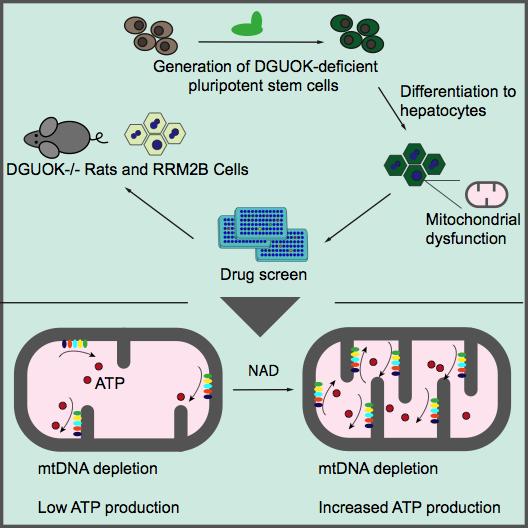 Schematic Representation of MTDPS Drug Screen