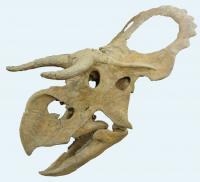 <i>Nasutoceratops</i> Skull