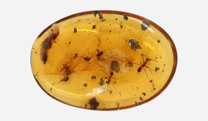 Amber with fossils of ants