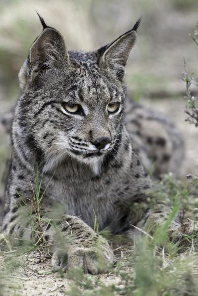 Iberian Lynx -- Laying Down